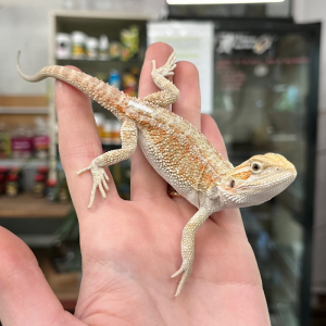Hypo Sandfire Bearded Dragon