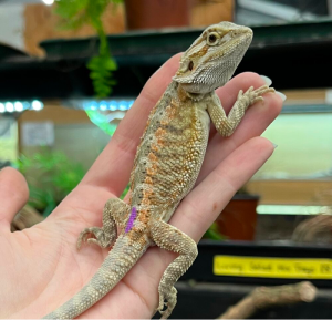 Hypo Sandfire Bearded Dragon