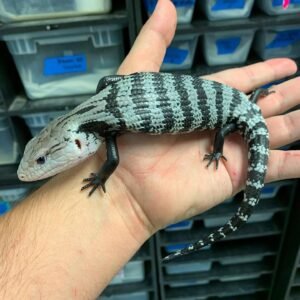 Axantic Blue tongue skink (Juvenile)