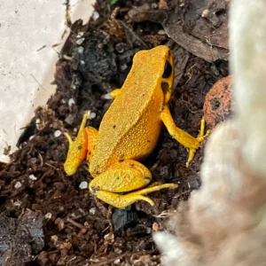 Black Eared Mantella