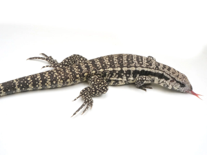 Female Blue Het Albino Argentine Tegu