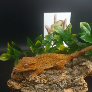 Red Dalmatian Crested Geckos Juvenile