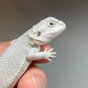 bearded-dragon-for-sale-leather-back-blue-bar