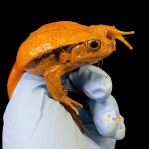 Sambava Tomato Frog