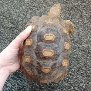 Sulcata Tortoise For Sale - African Spurred Tortoise