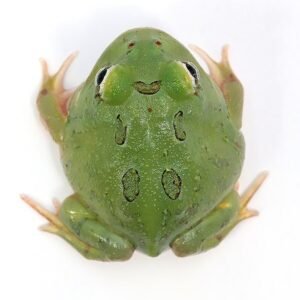 Crabwelli Jewel  Horn Frog pacman
