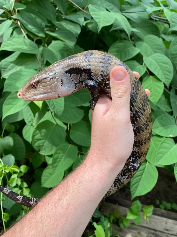 Adult Merauke Blue Tongue Skink (Tiliqua scincoides) - Image 2