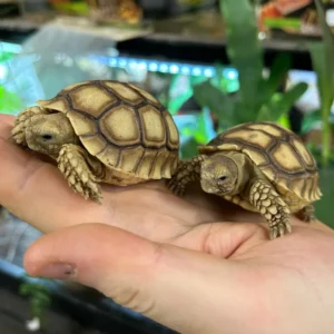 Sulcata tortoise
