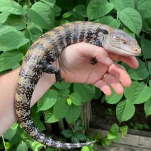 Adult Merauke Blue Tongue Skink (Tiliqua scincoides)