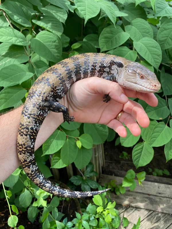 Adult Merauke Blue Tongue Skink (Tiliqua scincoides)