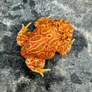 Pacman Frog (Strawberry)