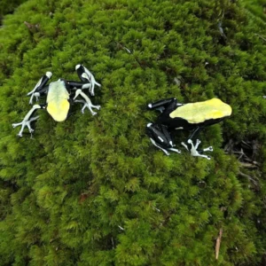Dendrobates tinctorius "Yellow Back"