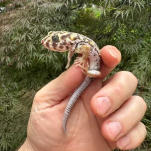 Frog Eyed Gecko Adults (Teratoscincus scincus)