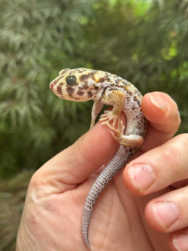Frog Eyed Gecko Adults (Teratoscincus scincus) - Image 3