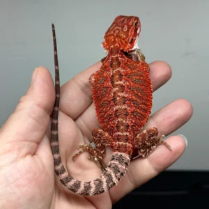 dark-red-bearded-dragon-9