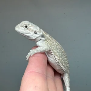 female, hypo, het zero Bearded Dragon