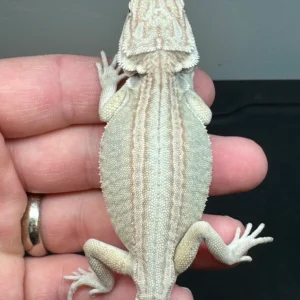 female, het zero bearded dragon