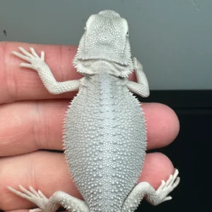 female, hypo, Zero Bearded Dragon