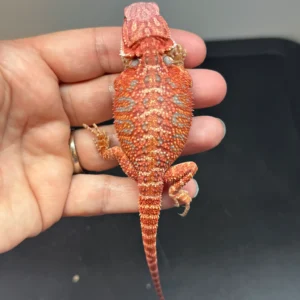 dark-red-bearded-dragon-11
