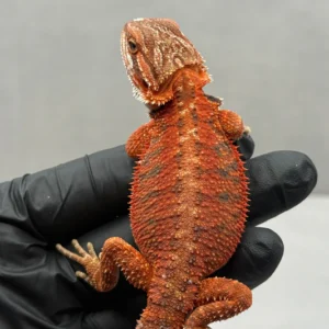 dark-red-bearded-dragon-19