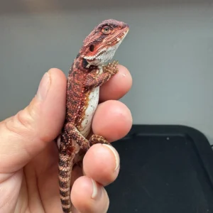 Dark Red Bearded Dragon