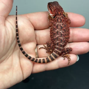 dark-red-bearded-dragon-10