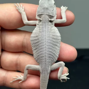 male, hypo, leatherback, Zero Bearded Dragon
