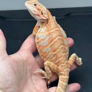 Dark Red Bearded Dragon