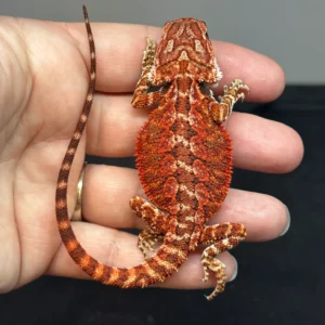 trans-het-bearded-dragon