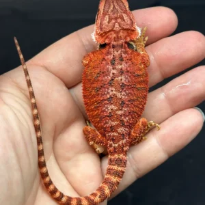 Dark Red Bearded Dragon