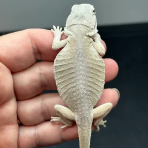hypo-zero-bearded-dragon