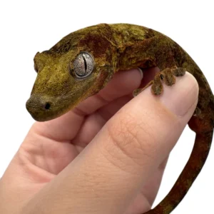 chahoua-army-geckos