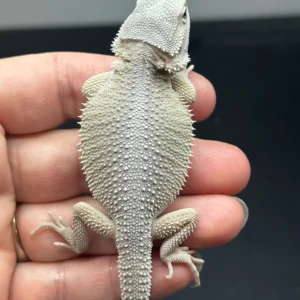 female, hypo Bearded Dragon