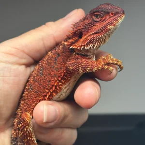 Dark Red Bearded Dragon