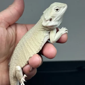 dark-red-bearded-dragon-trans-100-hypo