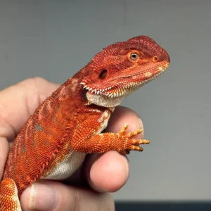 red-bearded-dragon-3