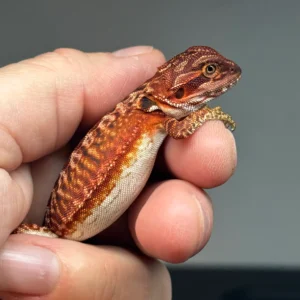Trans leatherback Bearded Dragon