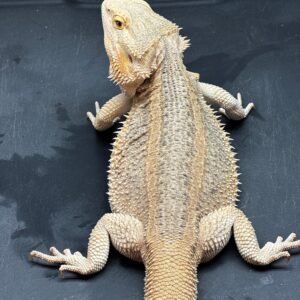 red-bearded-dragon-2