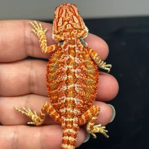 Red Bearded Dragon