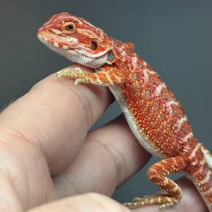 red-bearded-dragon-7