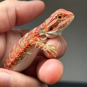 Dark Red Bearded Dragon