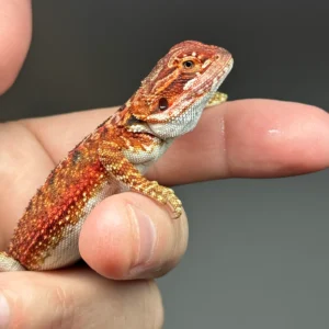 Dark Red Bearded Dragon