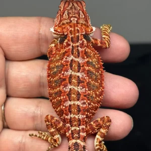 dark-red-bearded-dragon-4