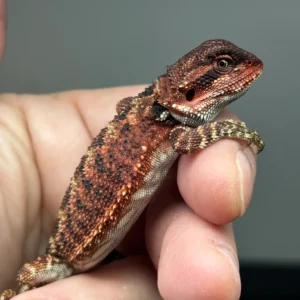 Darkred Bearded Dragon