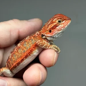 red-bearded-dragon-5