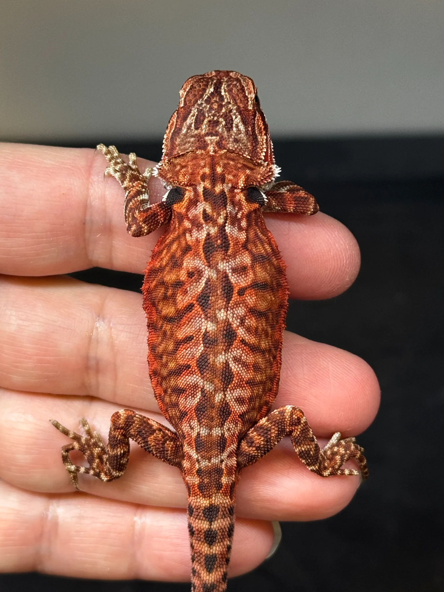 Dark Red Bearded Dragon - Image 3