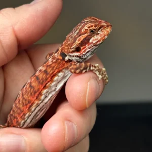 Dark Red Bearded Dragon