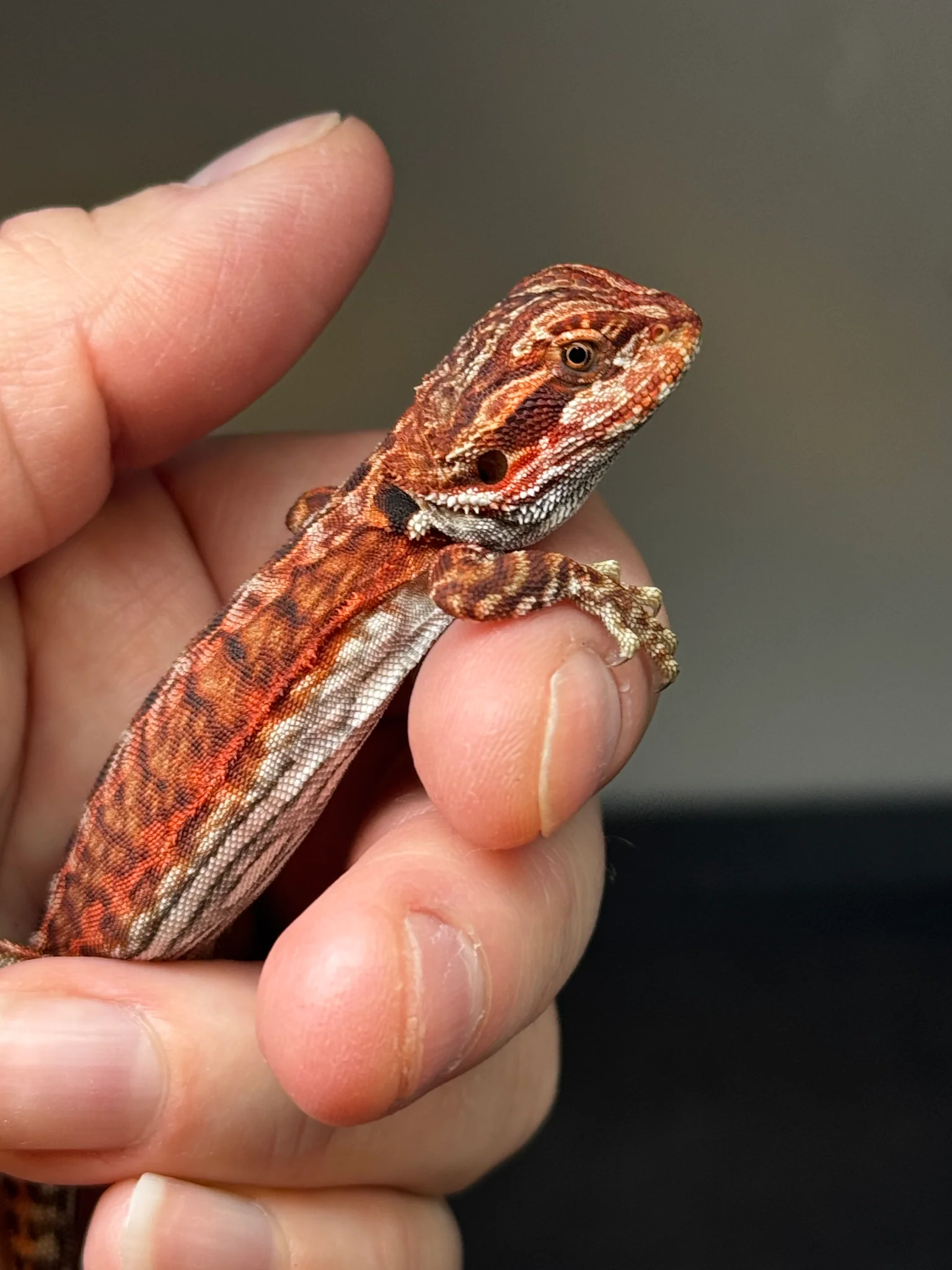 Dark Red Bearded Dragon