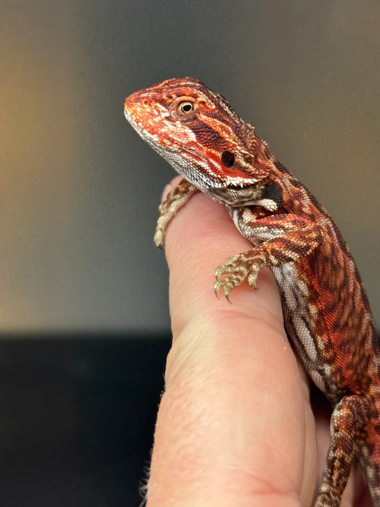 Dark Red Bearded Dragon - Image 2