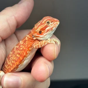 Dark Red Bearded Dragon